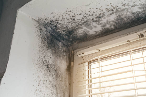 Affordable Mold Cleanup solutions in Mount Airy, NC